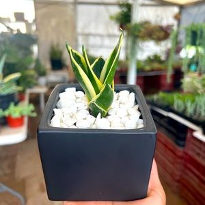 Snake plant | green and yellow | 3.5 inch pot